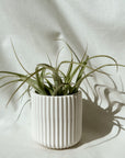 Barril Jar