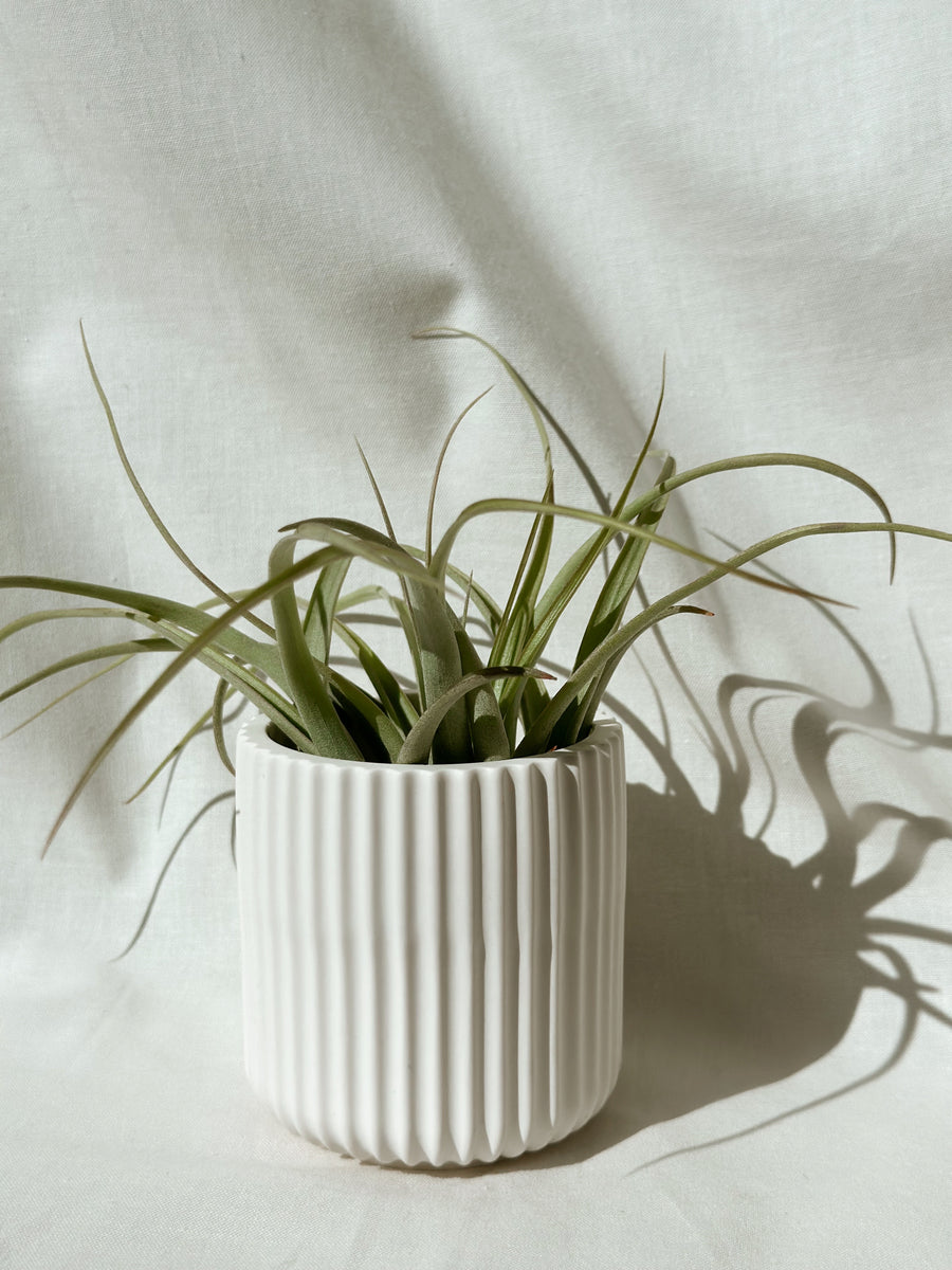 Barril Jar