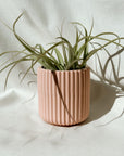 Barril Jar